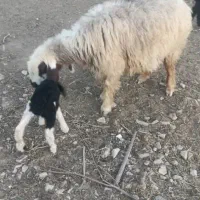 میش ترکی بختیاری دورگ اصل