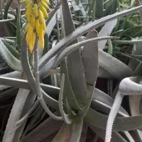 برگ طبیعی الورا