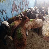 بره نر افشار سرخ سالم و گوشتی تربت حیدریه|حیوانات مزرعه|ملک‌آباد, |دیوار