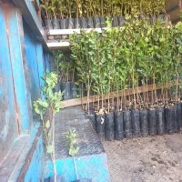 نهال پسته بازار پسند