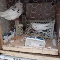 کبوتر|پرنده|گرگان, |دیوار