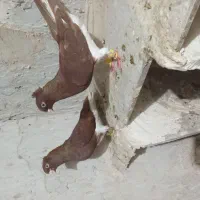 سلام دوستان رنگه درجه یک