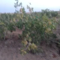 فروش ویژه باغ پسته رشتخوار|فروش زمین و ملک کلنگی|رشتخوار, |دیوار