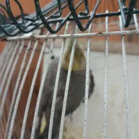 عروس هلندی