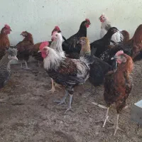 مرغ و خروس جوان