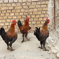 ۴عدد خروس جوان