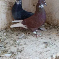کفتر پرشی|پرنده|ساوه, |دیوار