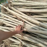 نهال سپیدار با گارانتی رشد و مقاوم|عمدهفروشی|ساری, |دیوار