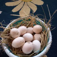 تخم نطفه دار گلین ریشو چهل تاج