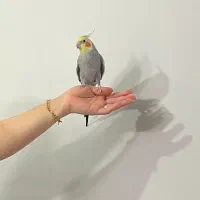 عروس هلندی نر و دستی و سخنگو