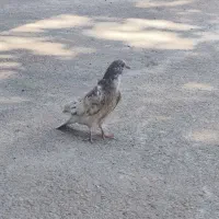 کبوتر