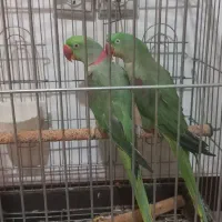 شاه طوطی