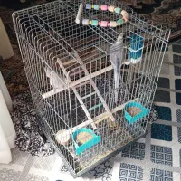 عروس هلندی|پرنده|لوشان, |دیوار