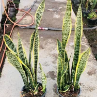 گل هدیه ویژه روز مادر|گل و گیاه طبیعی|قدس, شهر‌قدس|دیوار