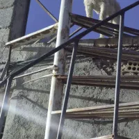 واگذاری سگ پاپی