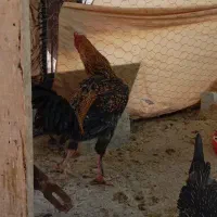 خروس لاری|حیوانات مزرعه|بیدشهر, |دیوار