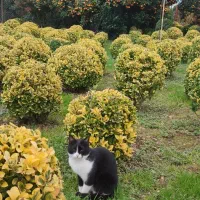 کارگر ساده برای باغ گل وگیاه