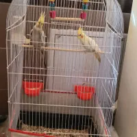 عروس هلندی نرو ماده دستی