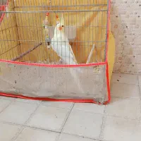 عروس هلندی زیباوسالم|پرنده|چرام, |دیوار