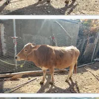 فروش یک راس گاو ابستن