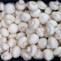 تولید وپخش قارچ فله به پایبن ترین قیمت روز|عمدهفروشی|قم, زنبیل آباد|دیوار