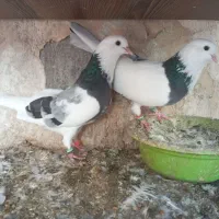 کبوتر پرشی دهنجور