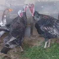 فروش بوقلمون