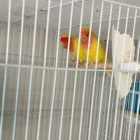 هایپر پرنده امیر