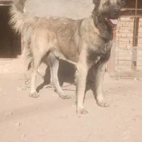 سگ سرابی ذات قدیم 20ماهه قیمت بالا