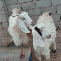 بزدورگ درجه یک چهارماه  آبستن  لنگ دوقلو