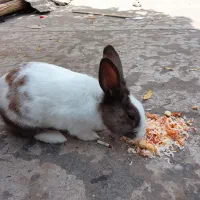 خرگوش لوپ ومعمولی|موش و خرگوش|ماهدشت, |دیوار