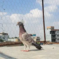 کبوتر