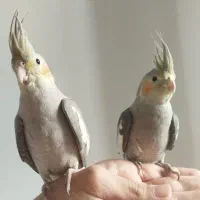 جوجه عروس هلندی