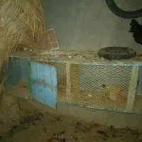 مرغ تخم گذار محلی|حیوانات مزرعه|لامرد, |دیوار