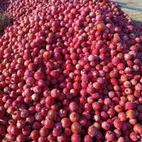 انار  رباب|خوردنی و آشامیدنی|نی‌ریز, |دیوار