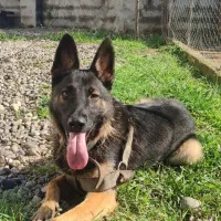 واگذاری توله ژرمن