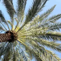 فروش خرمای نخلستان