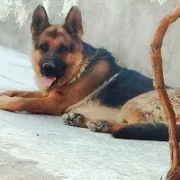 سگ پلیسی اصل