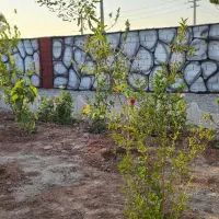 باغچه ۲۵۰ متری سند تک برگ