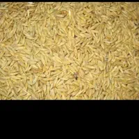 فروش 2تن جو خارجی