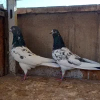 کفتر  نروماده پاکستانی|پرنده|ری, سرتخت|دیوار