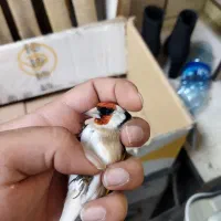 سهره عشقبازی|پرنده|خوی, |دیوار