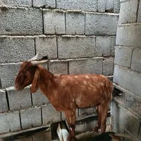 بز آغوس و کهره نر و ماده|حیوانات مزرعه|بندرعباس, |دیوار