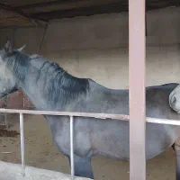 اسب|اسب و تجهیزات اسبسواری|سنندج, |دیوار