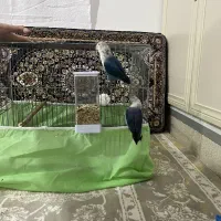 طوطی برزیلی‌‌ خوش رنگ