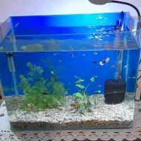 اکواریوم شیشه خم پلنت همراه وسایل وماهی