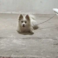 سگ پامرانین روباهی اصیل