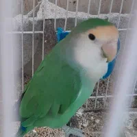 کوتوله  سبز آبی