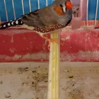 فنج نر یه جفت