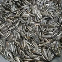 تخمه سنقری درجه یک|عمده‌فروشی|بیلوار, |دیوار